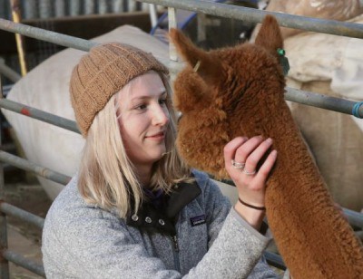 about pacalpa people alpaca peru
