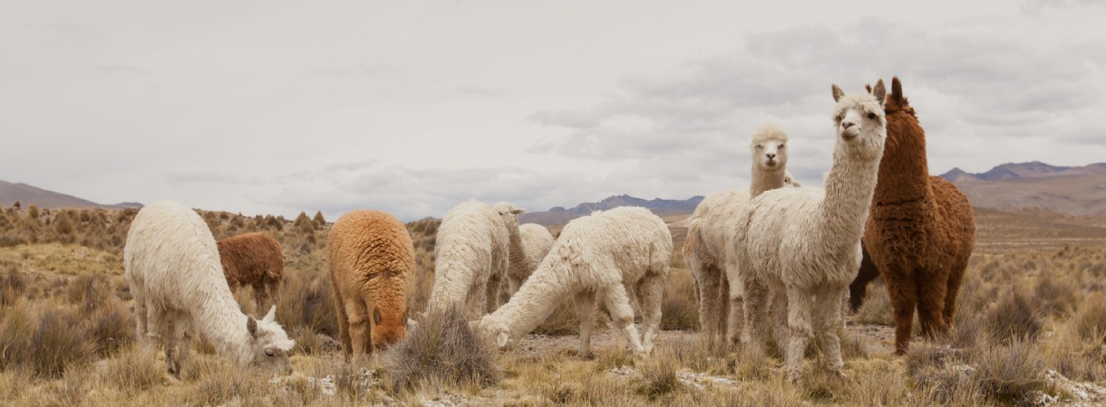 alpacas in peru